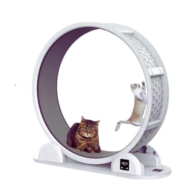 Indoor Cat Running Wheel Fitness Training for Walking and Exercise