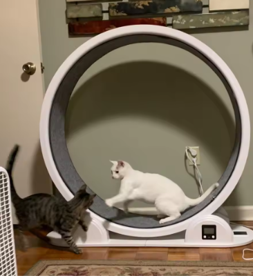 Indoor Cat Running Wheel Fitness Training for Walking and Exercise